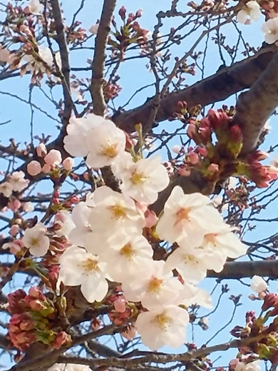 桜咲く季節♪