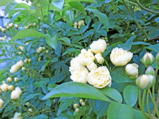 バラの花が咲き始めました