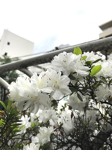 ツツジの咲く、東京ショールームへ♪